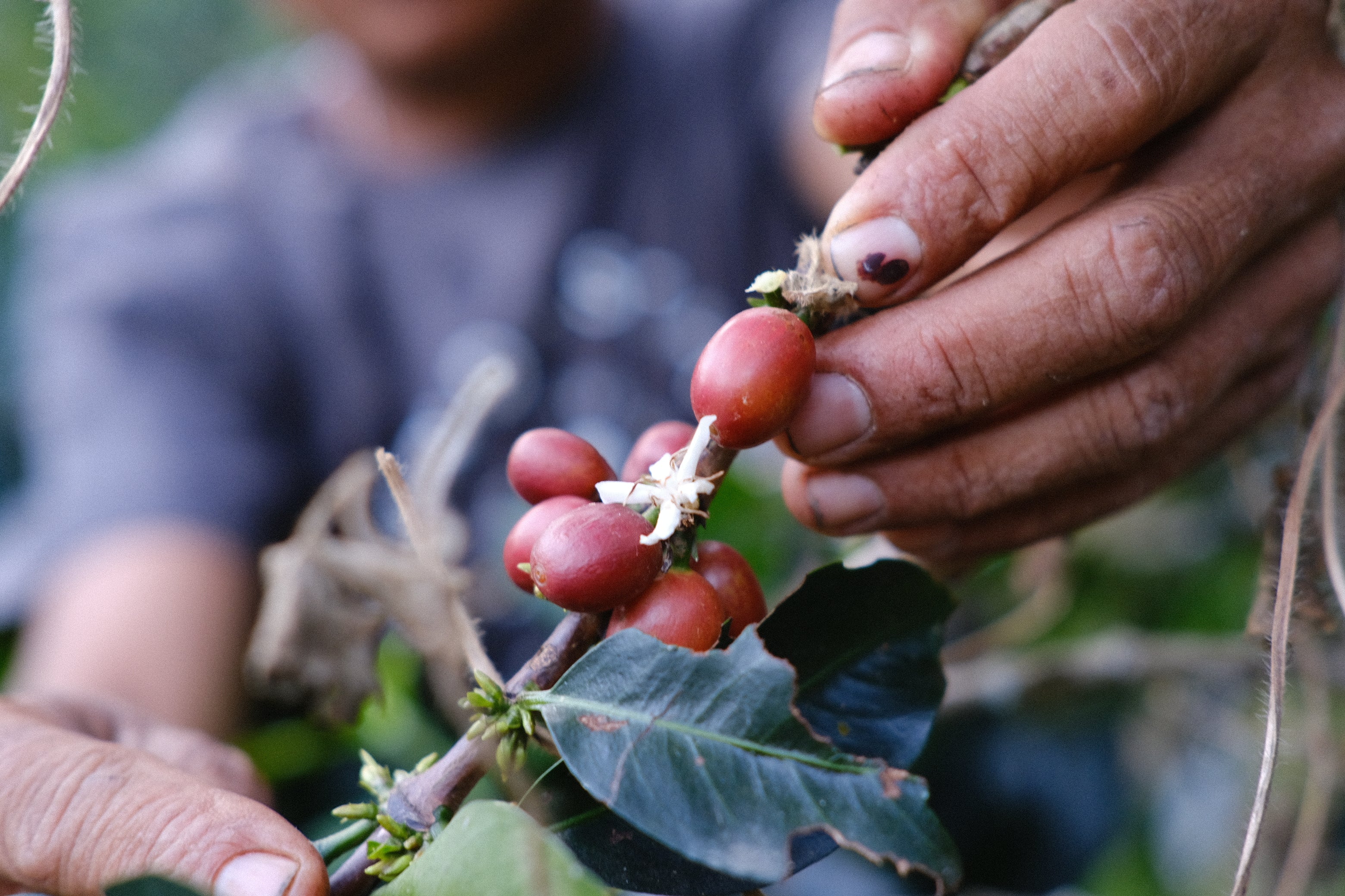 Observing the Effects of Climate Change in Colombia