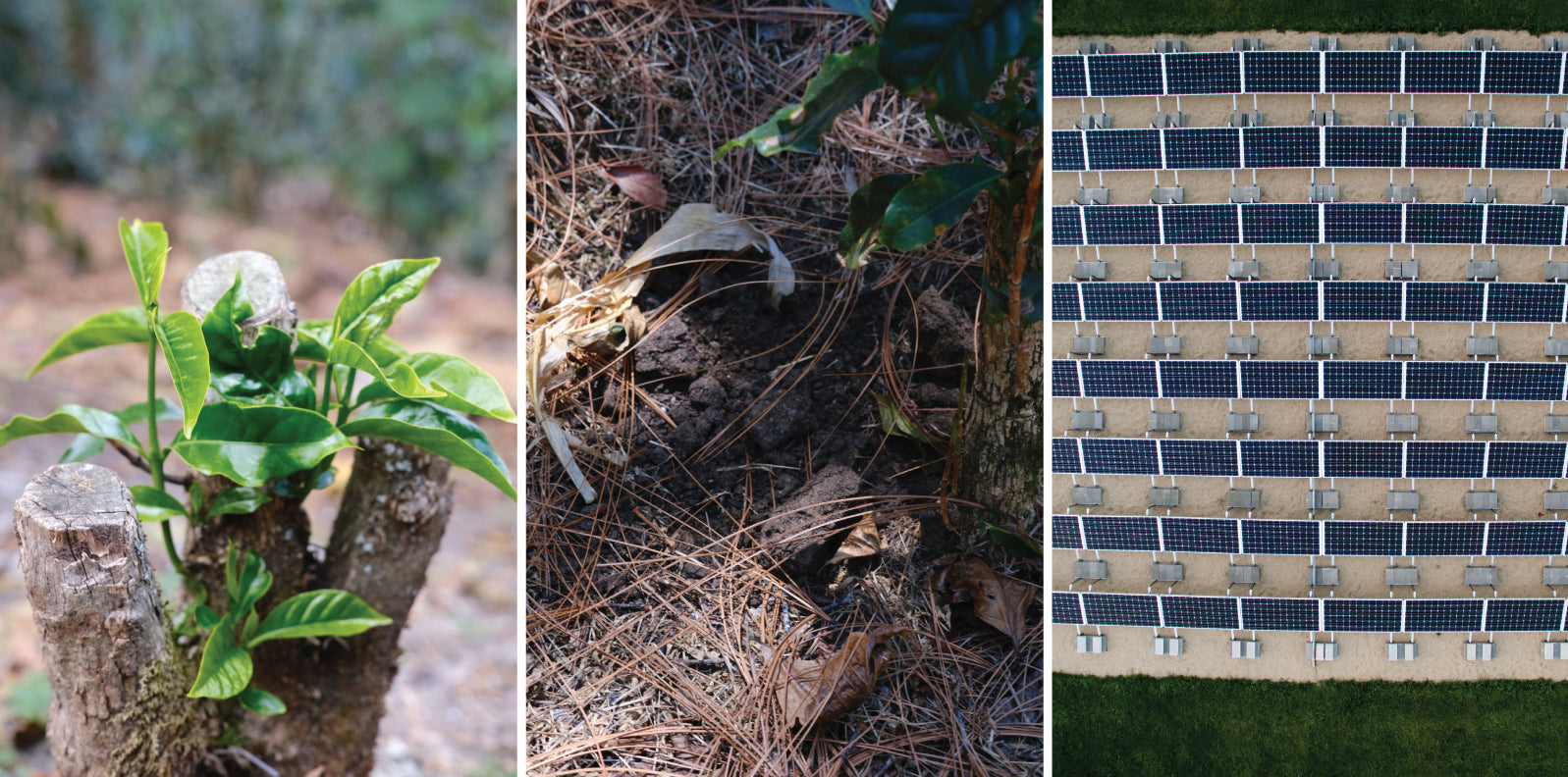 What is Specialty Coffee’s Carbon Footprint?