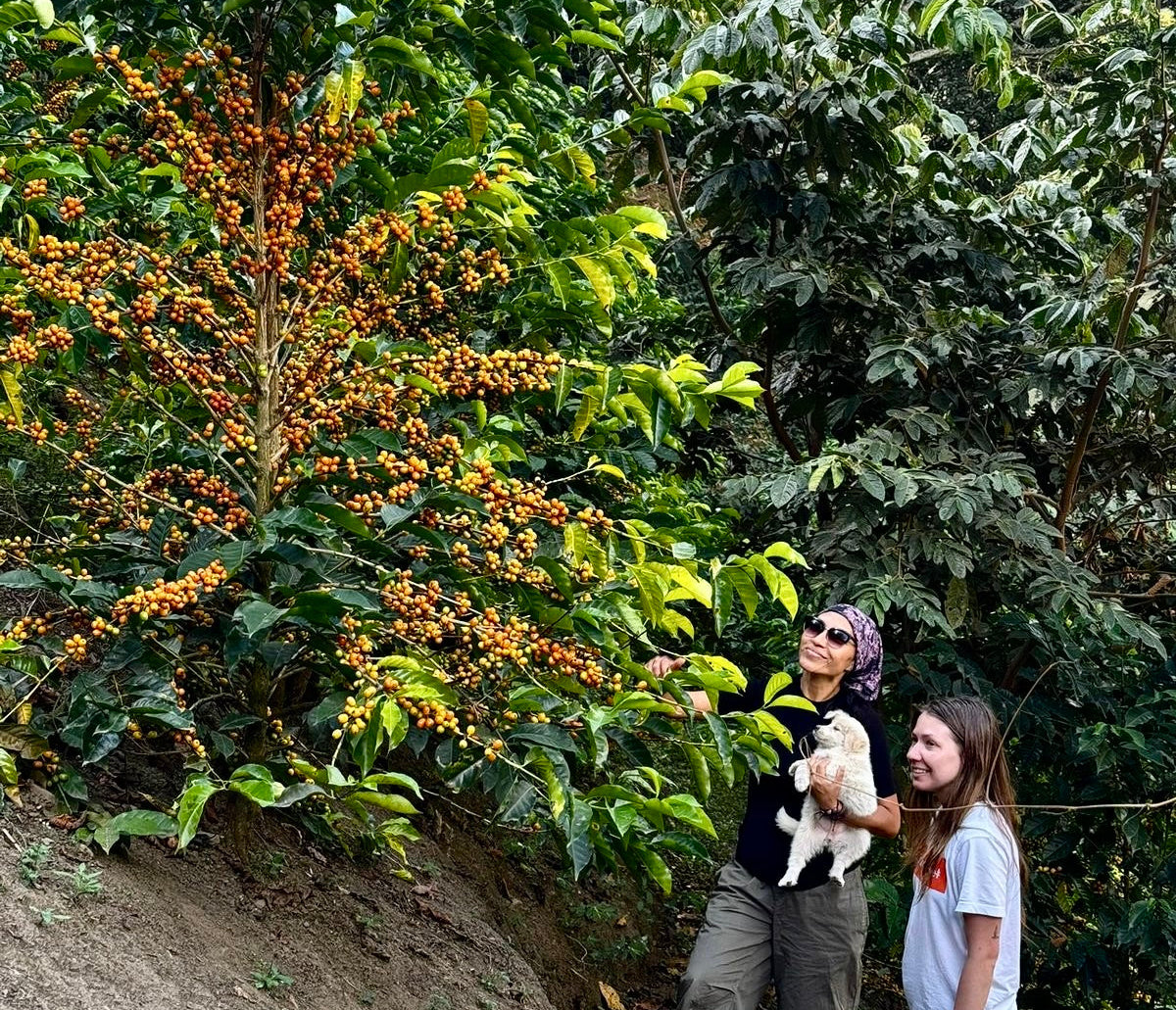Two people observing yellow gesha coffee cherries on the farm