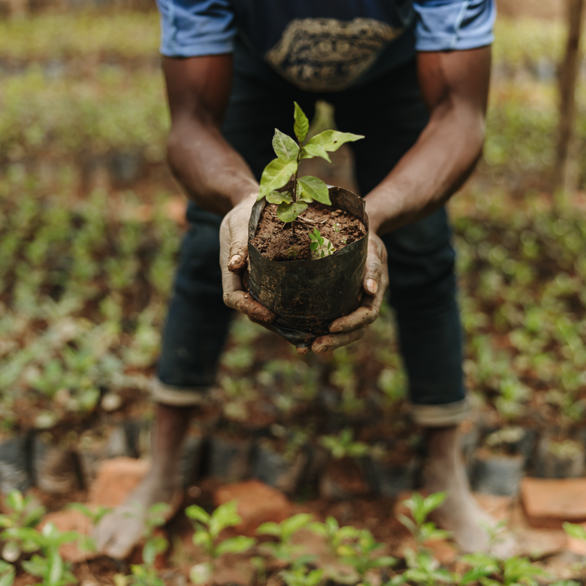 Person holding a potted plant in a garden setting