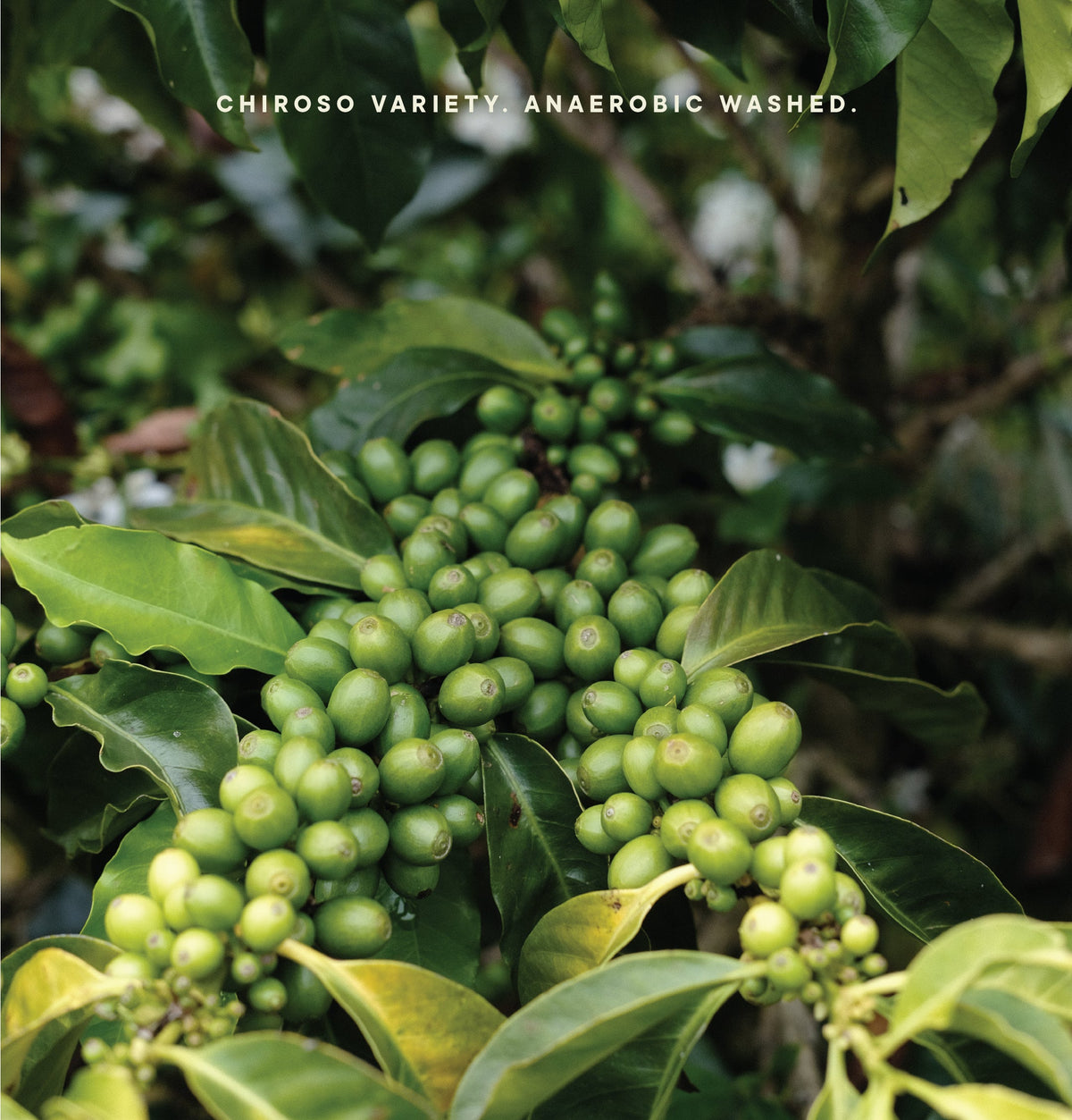 Close-up of green coffee cherries growing in clusters on a coffee plant, surrounded by dark green leaves. White text at the top reads 'CHIROSO VARIETY.