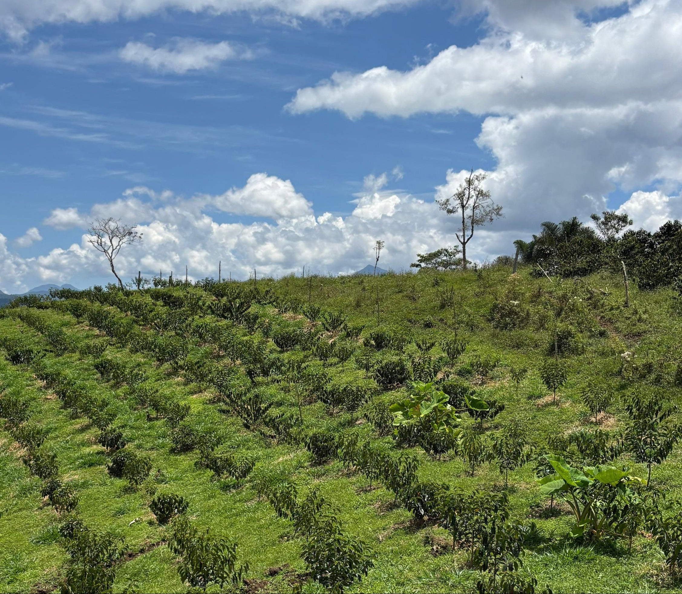 Hilly landscape with rows of green plants under a blue sky with clouds