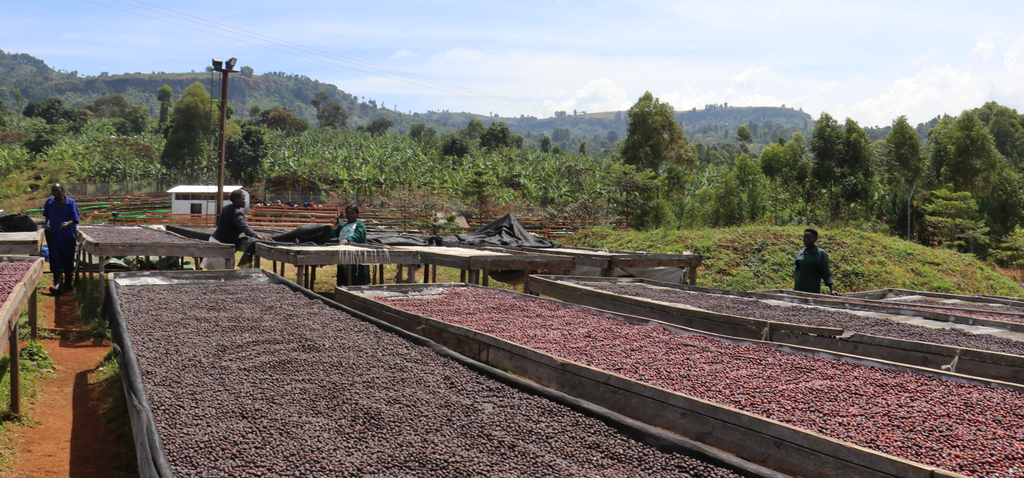 Kisabasi Washing Station