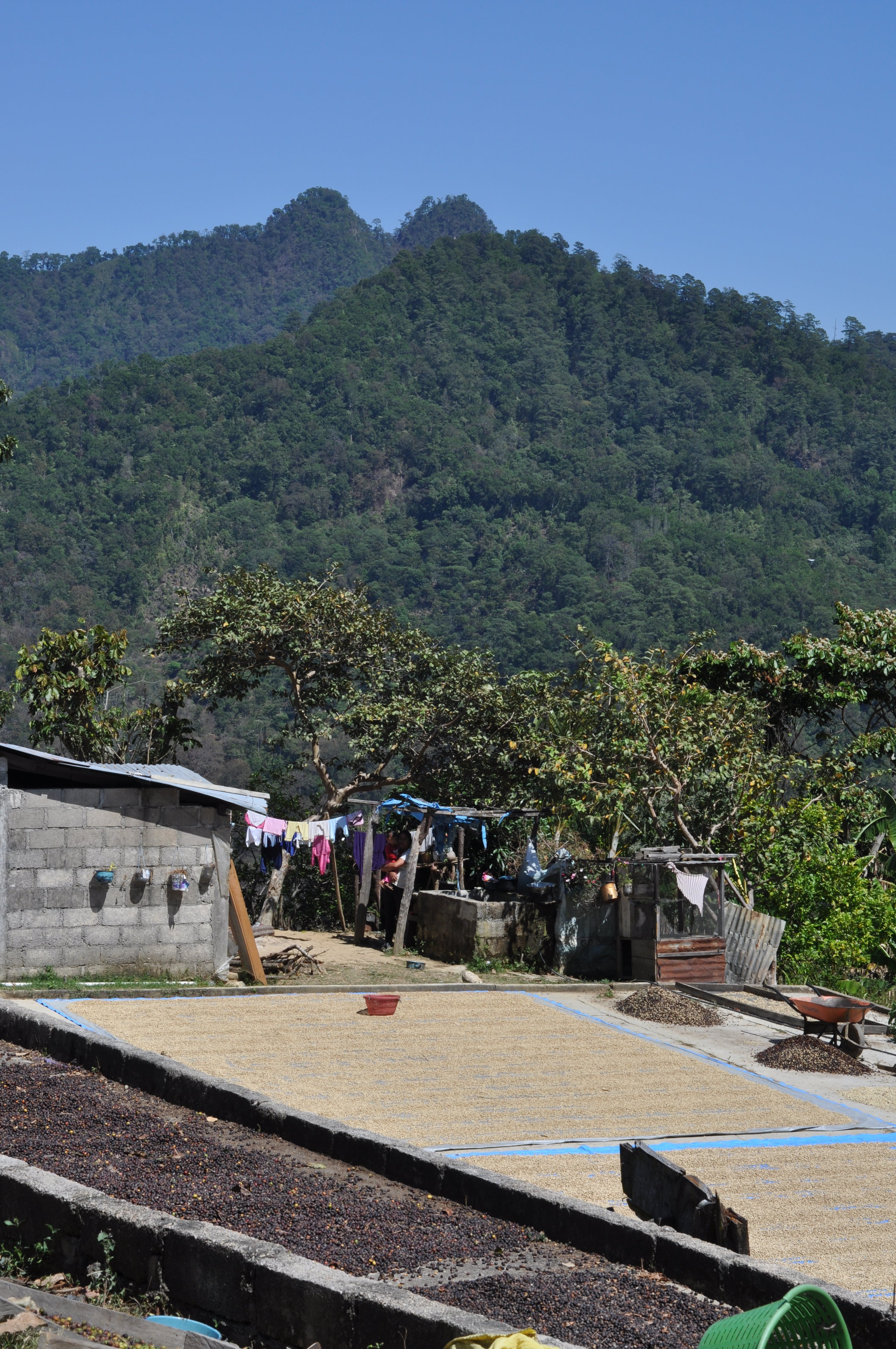 coffee drying on patio