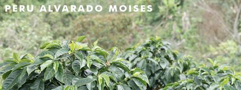 Two New South American Micro-lots