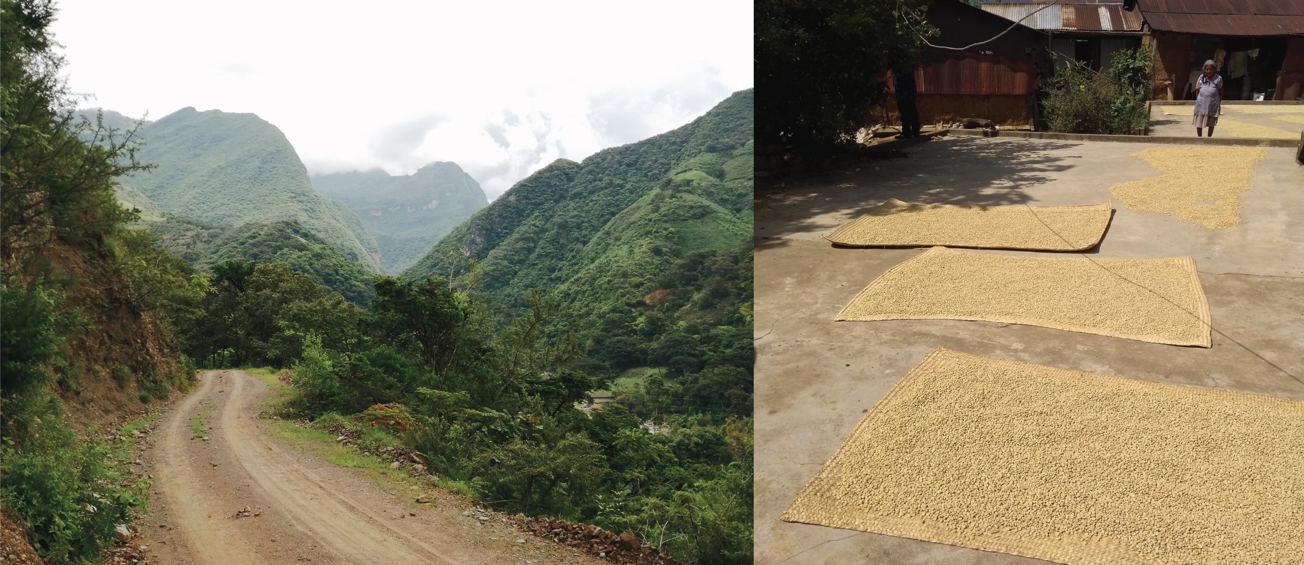 New Release: Organic Mexico Ozolotepec