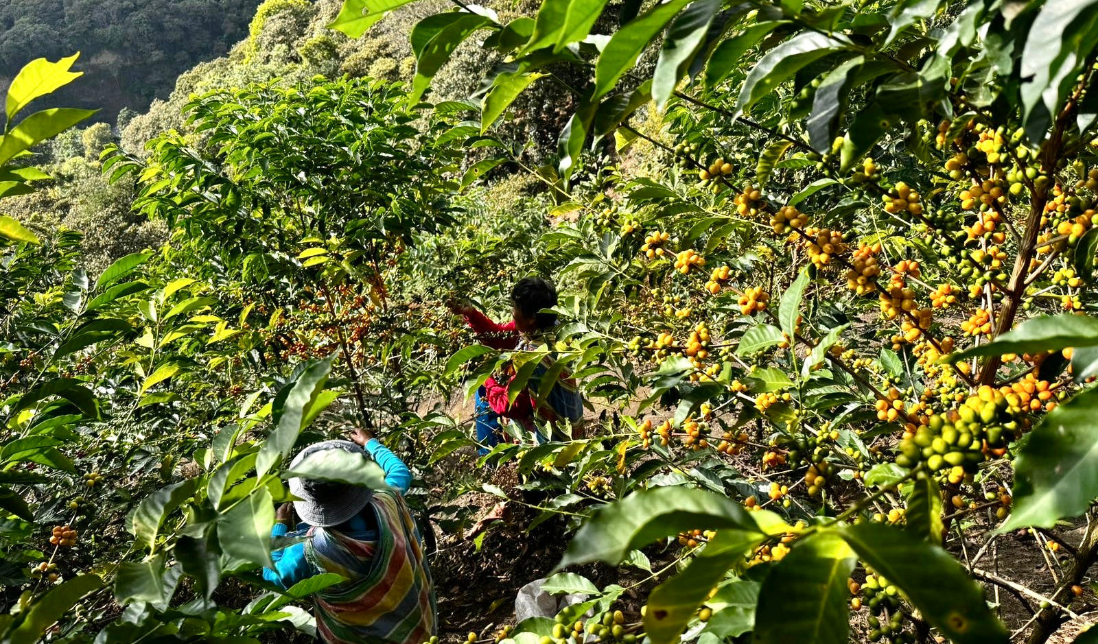 Two people picking coffee beans from a coffee tree in a lush green forest.
