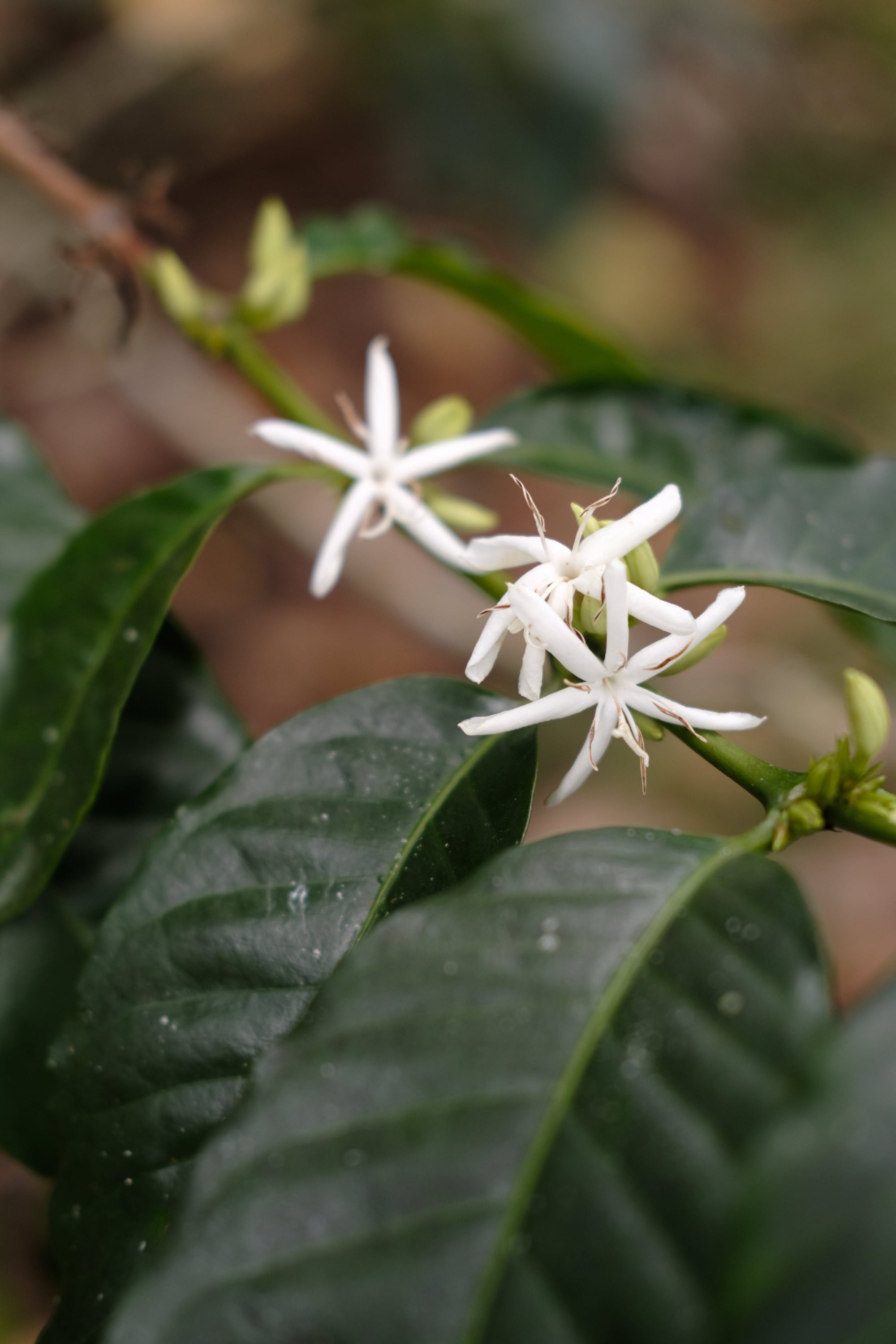White coffee flowers on a branch with green leaves