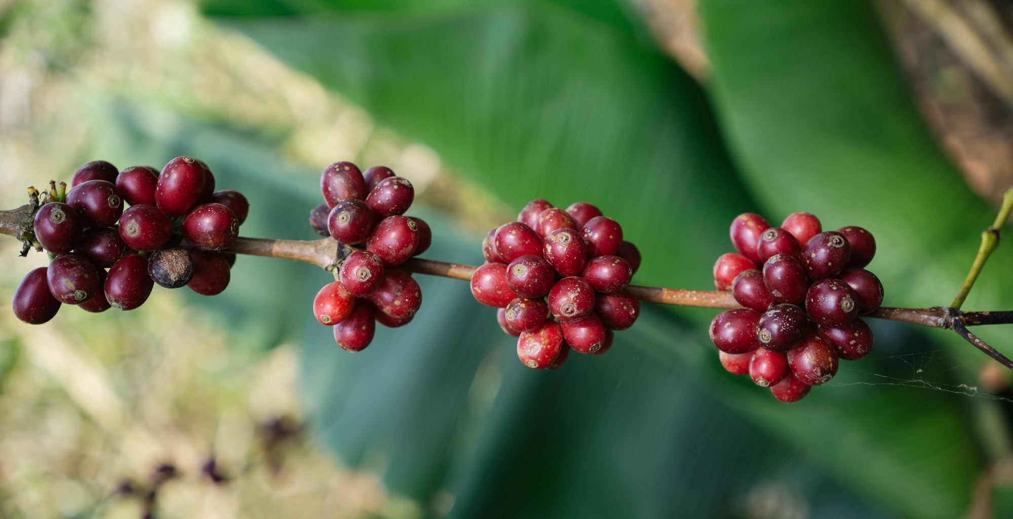 coffee cherry bunches on a branch