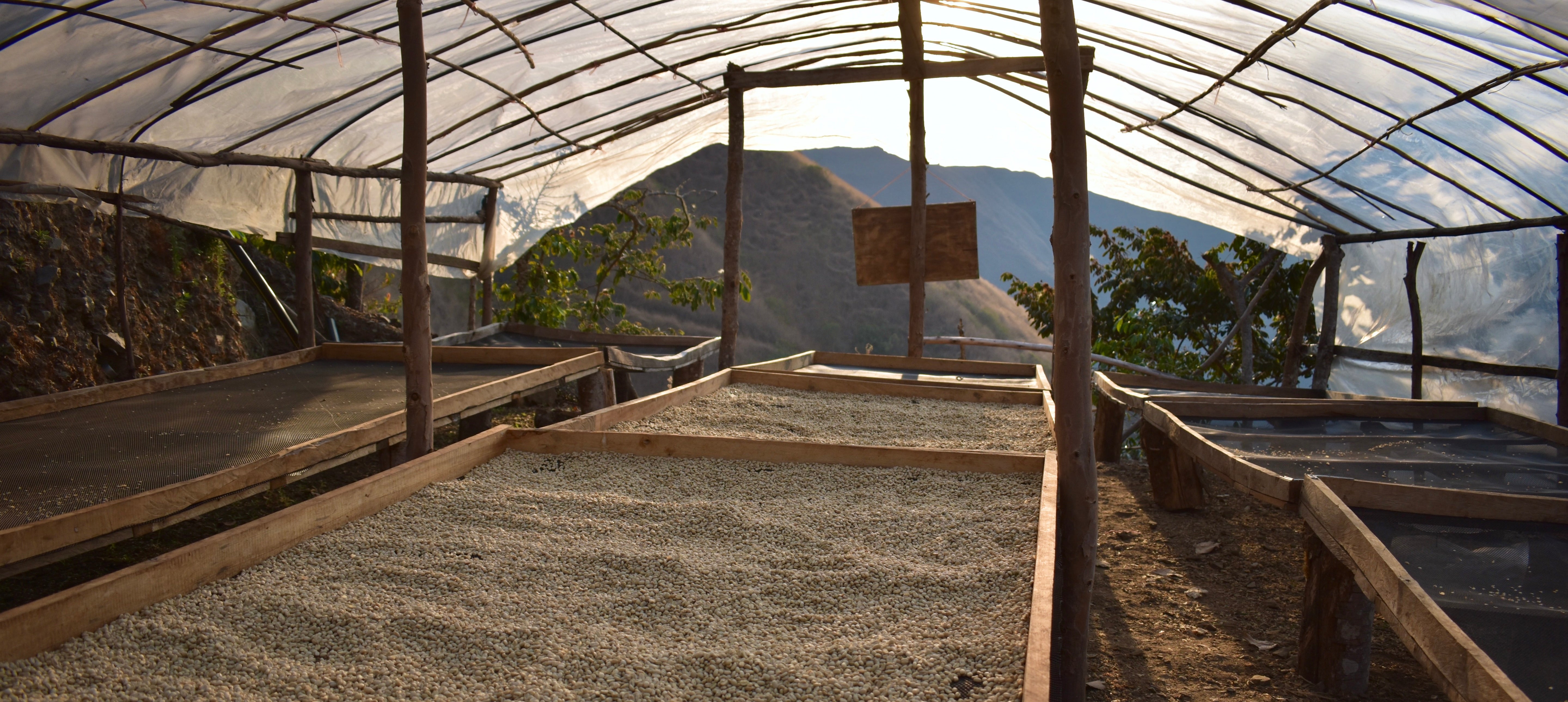 Coffee drying on raised beds