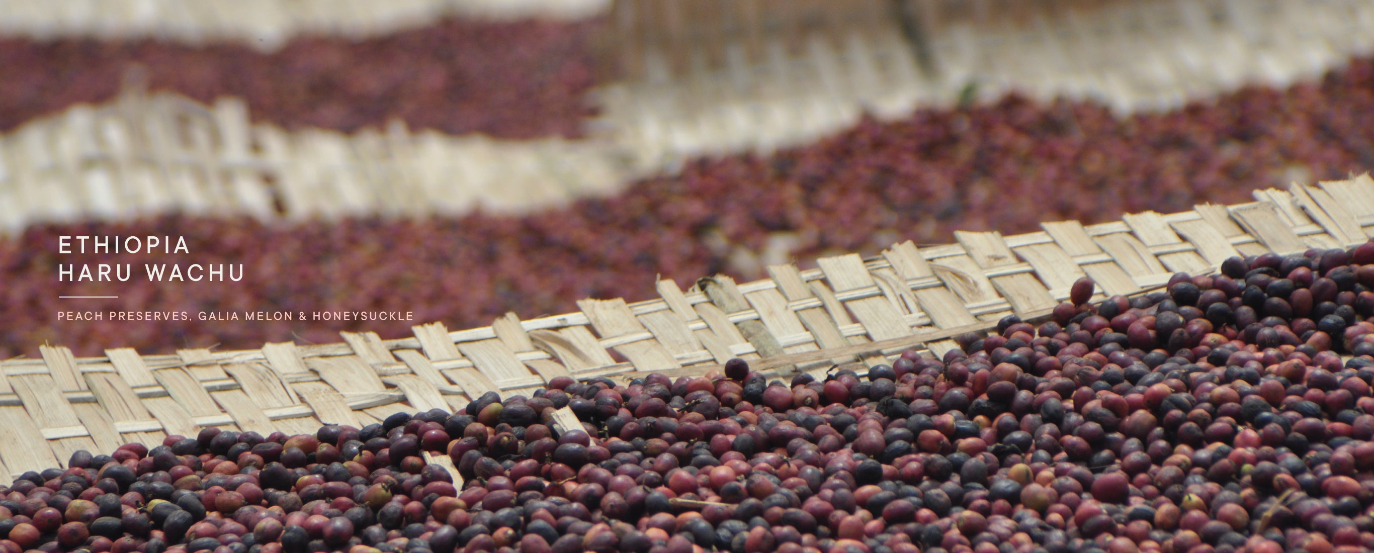 Dried coffee beans on a woven tray with 'Ethiopia Haru Wachu Peach Preserves, Galia Melon & Honeysuckle' text.