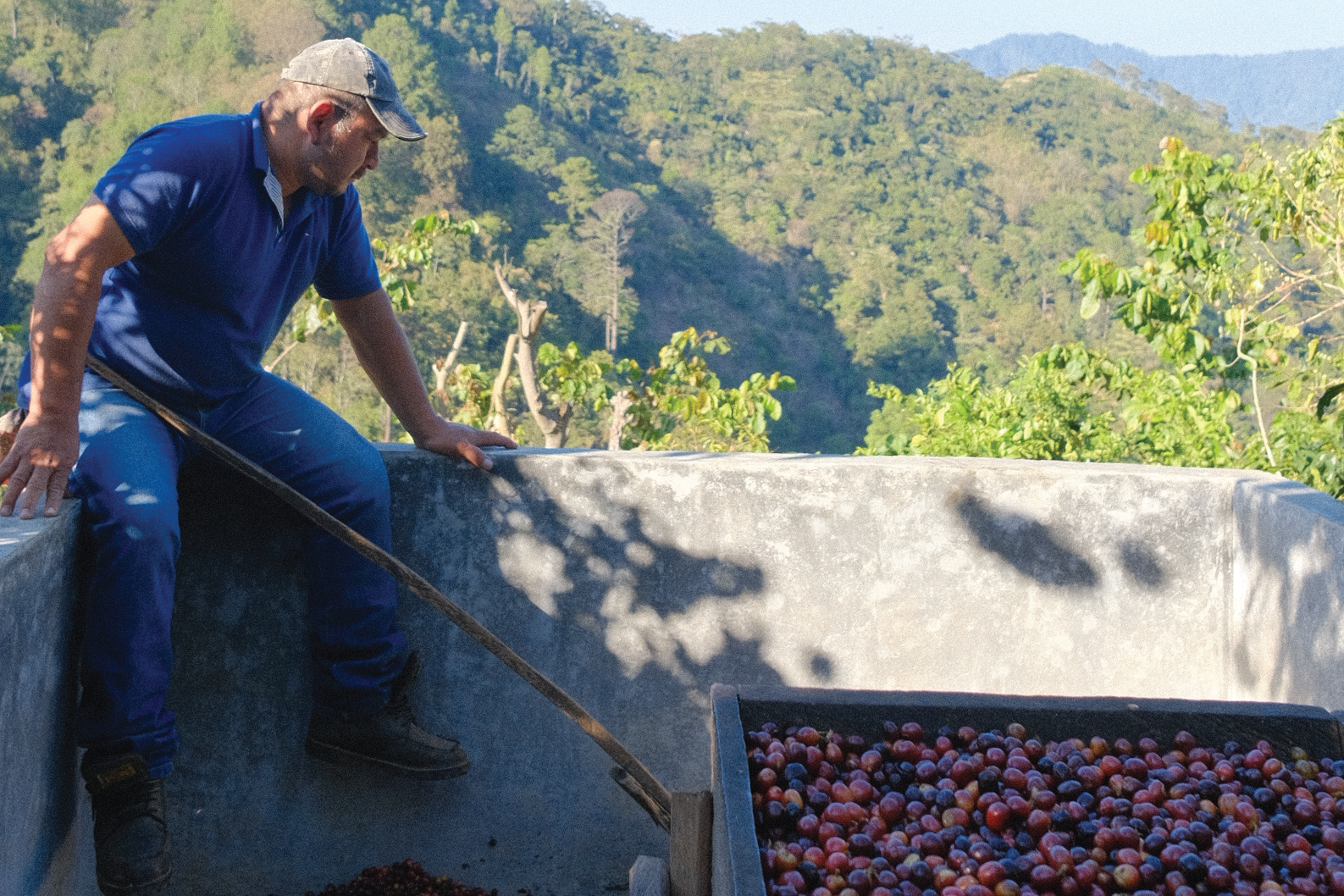Man sorting coffee beans with mountains in the background
