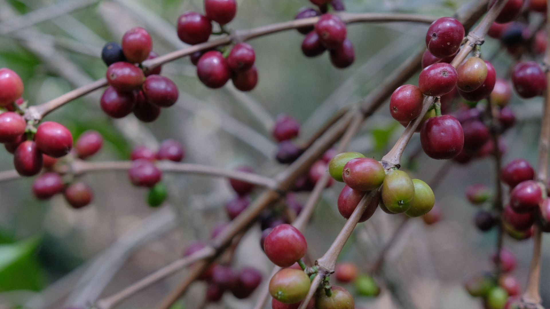 Close-up of coffee berries on a branch with a blurred background