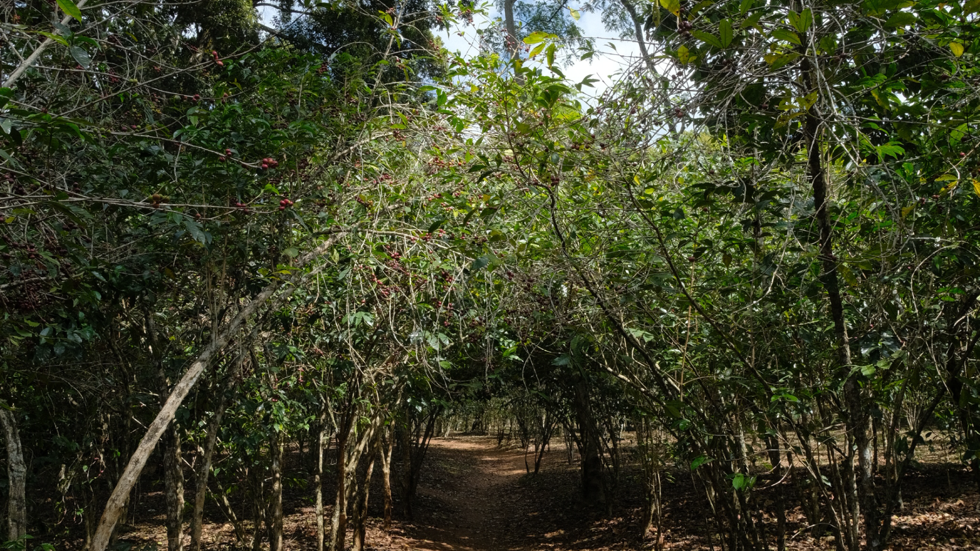 Coffee tree row with dense greenery and sunlight filtering through.