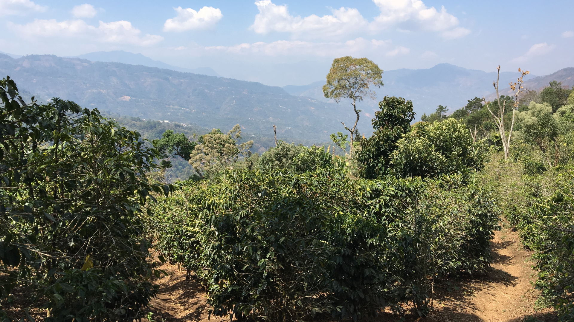 Scenic view of a coffee farm with mountains in the background