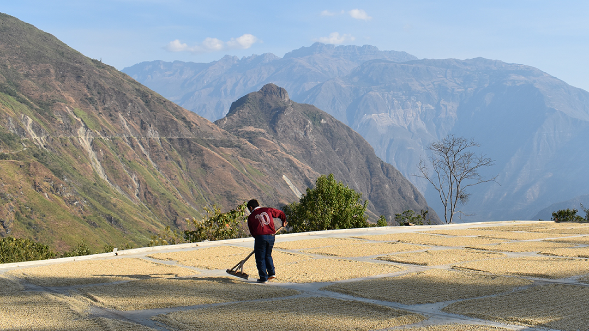 A coffee producer raking drying coffee with mountains in the background