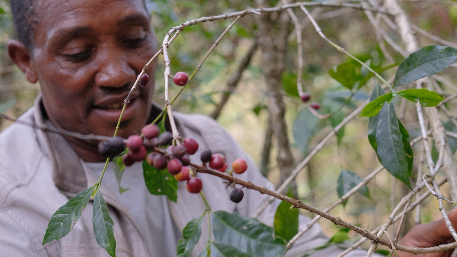 Man inspecting coffee berries on a branch 