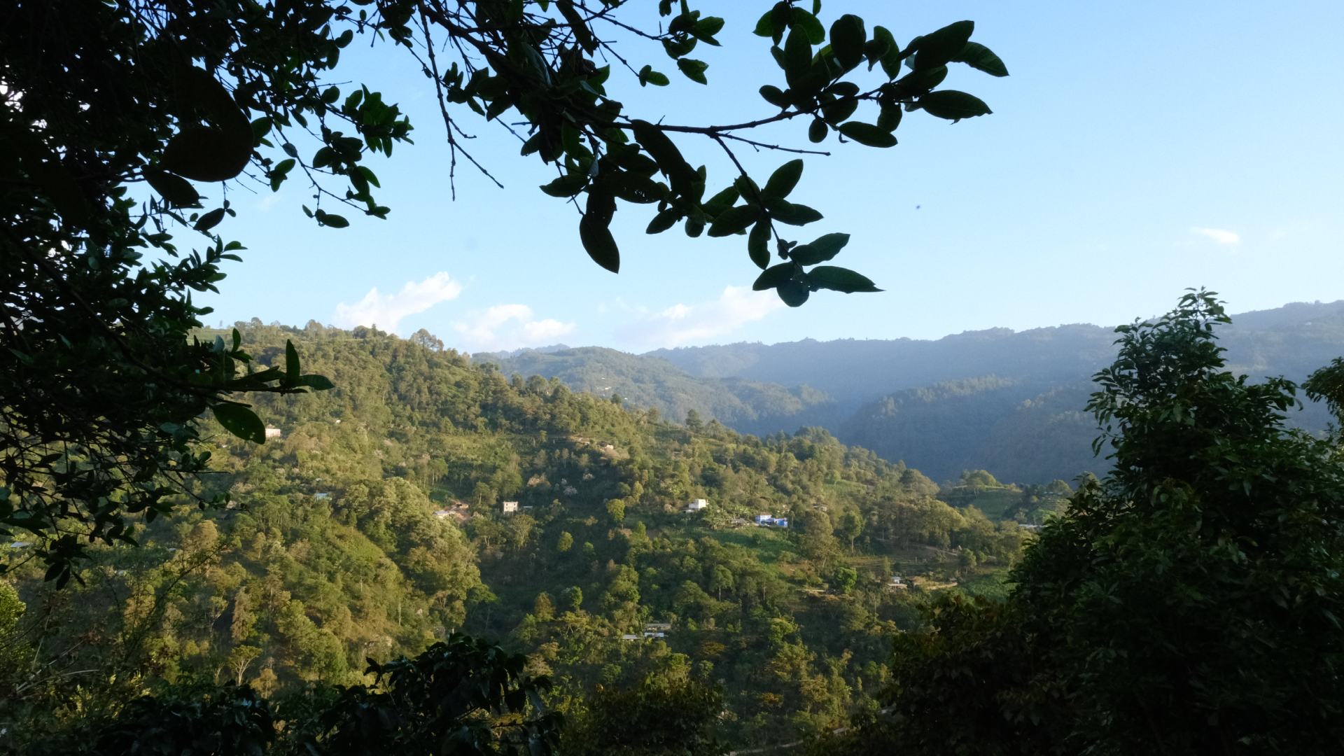Lush green hills and valleys with trees in the foreground